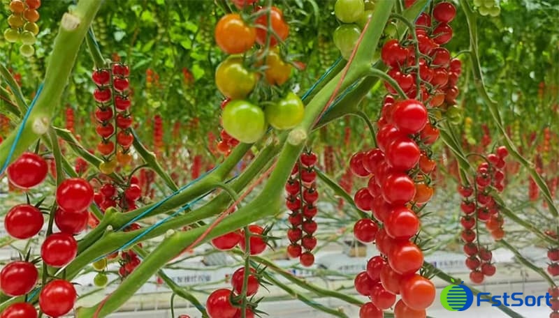images/1756107561552grading cherry tomato.jpg